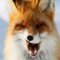 evil red fox