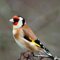 lostgoldfinch