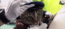 В Японии кошка спасла жизнь человеку и на один день стала начальником полиции