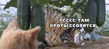 Смешные комментарии из соц.сетей
