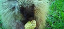 Дикобраз ест кукурузу и не желает делиться