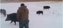 "Одни поросята кругом": встреча рыбаков с кабанами