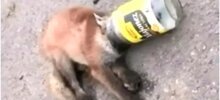 Спасение лисёнка, застрявшего в стеклянной банке