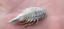 Морской таракан: странное существо часто встречается в рыбных консервах
