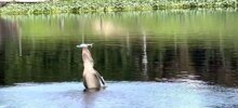 Голодный аллигатор подпрыгнул высоко в воздух, чтобы поймать необычную добычу