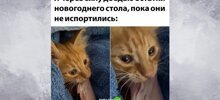 Комментарии и картинки из соцсетей. Свежак за 3 января