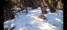 Редкое видео: дальневосточный лесной кот во всей красе