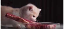 Забавная реакция котёнка на кусок мяса