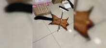 Приз за лучшую актёрскую игру достаётся этой летяге⁠⁠