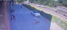 В Краснодаре парень отбил ребёнка у двух крупных собак