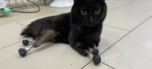 Ветеринары подарили вторую жизнь коту, который остался без лап