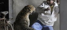 Индийский леопард: считается самой опасной для человека кошкой
