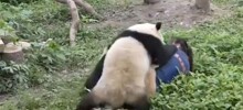 Нападение панд на смотрительницу попало на видео
