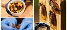 В Америке нашествие цикад породило новый кулинарный тренд