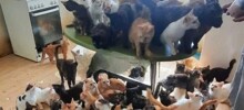 В краснодарской квартире зоозащитники обнаружили запертыми около 50 кошек