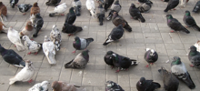 В немецком городе местные жители решили убить всех голубей