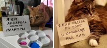 18 котиков, которых поймали с поличным и пристыдили, но они нисколько не сожалеют о своих преступлениях