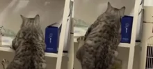 Кот пытается забраться на полку