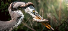 Фотограф запечатлел схватку цапли и змеи