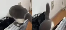Кот самоупаковался в чемодан