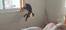 Коротко о котах и их «везении»