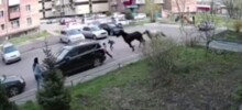 Два сбежавших коня сбили девочку во дворе дома