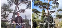 Сколько стоит посадить сосну на Рублёвке