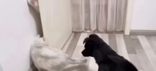 Кот раскрыл тайну пропавшей заначки