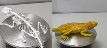 Ящерица из сахарной мастики