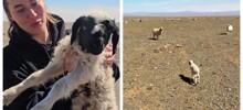 Туристы спасли маленького барашка в Монголии