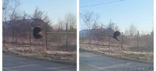 Побег медвежонка с территории аэродрома