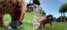 На видео сняли сороку, которая забыла, что она птица, и борется за еду с псом