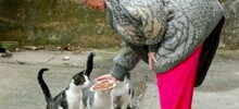 В Швейцарии пенсионерка предстала перед судом за то, что кормила соседского кота