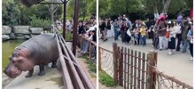 Бегемот оригинально отогнал зевак
