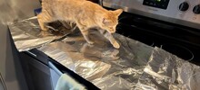 Коты и фольга – странное, но зачастую забавное сочетание