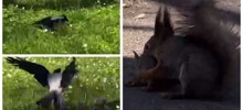 Девушки спасли бельчонка от вороны