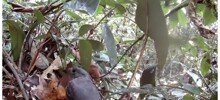 Отличная природная маскировка птенцов серой аулии
