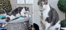 Кот совершил самый длинный в мире прыжок