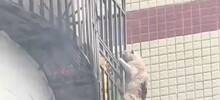 Кот чудом спасся из горящей квартиры