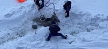 Моряки спасли лосиху на&nbsp;Енисее