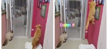 Кот, которого не остановят любые преграды