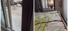 Кот обязательно отомстит