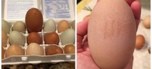 Гигантское куриное яйцо