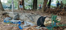 В Малайзии поймали гигантскую самку крокодила
