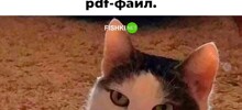 Не ищите здесь смысл. Здесь в основном маразм