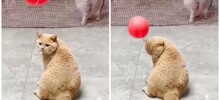 Неудачливый рыжий кот