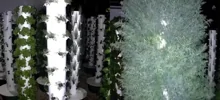 Садоводы в обмороке: вертикальное выращивание укропа