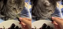 На видео попало доказательство того, что котики незаменимы в быту