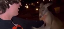 Нестандартный способ победить кенгуру в схватке