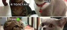 Скрины из соцсетей
